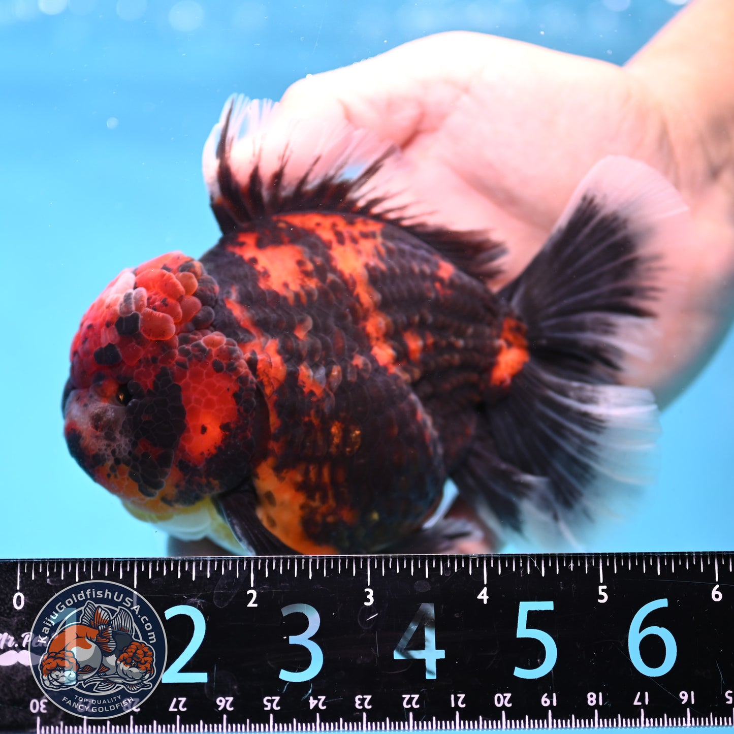Tiger Oranda 4 inch Body (251017_OR01)