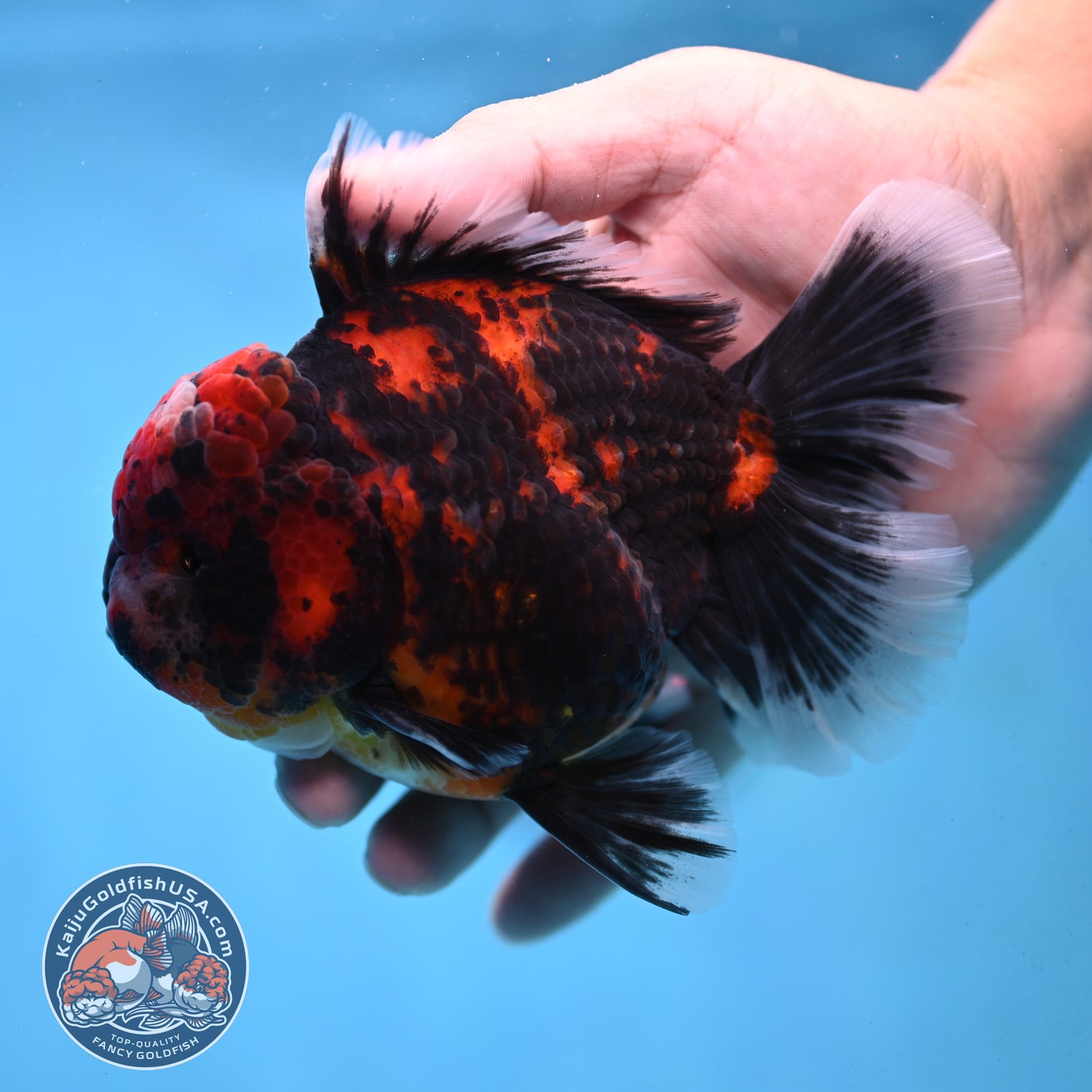 Tiger Oranda 4 inch Body (251017_OR01)