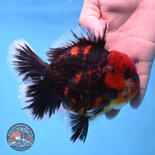 Tiger Oranda 4 inch Body (251017_OR01)