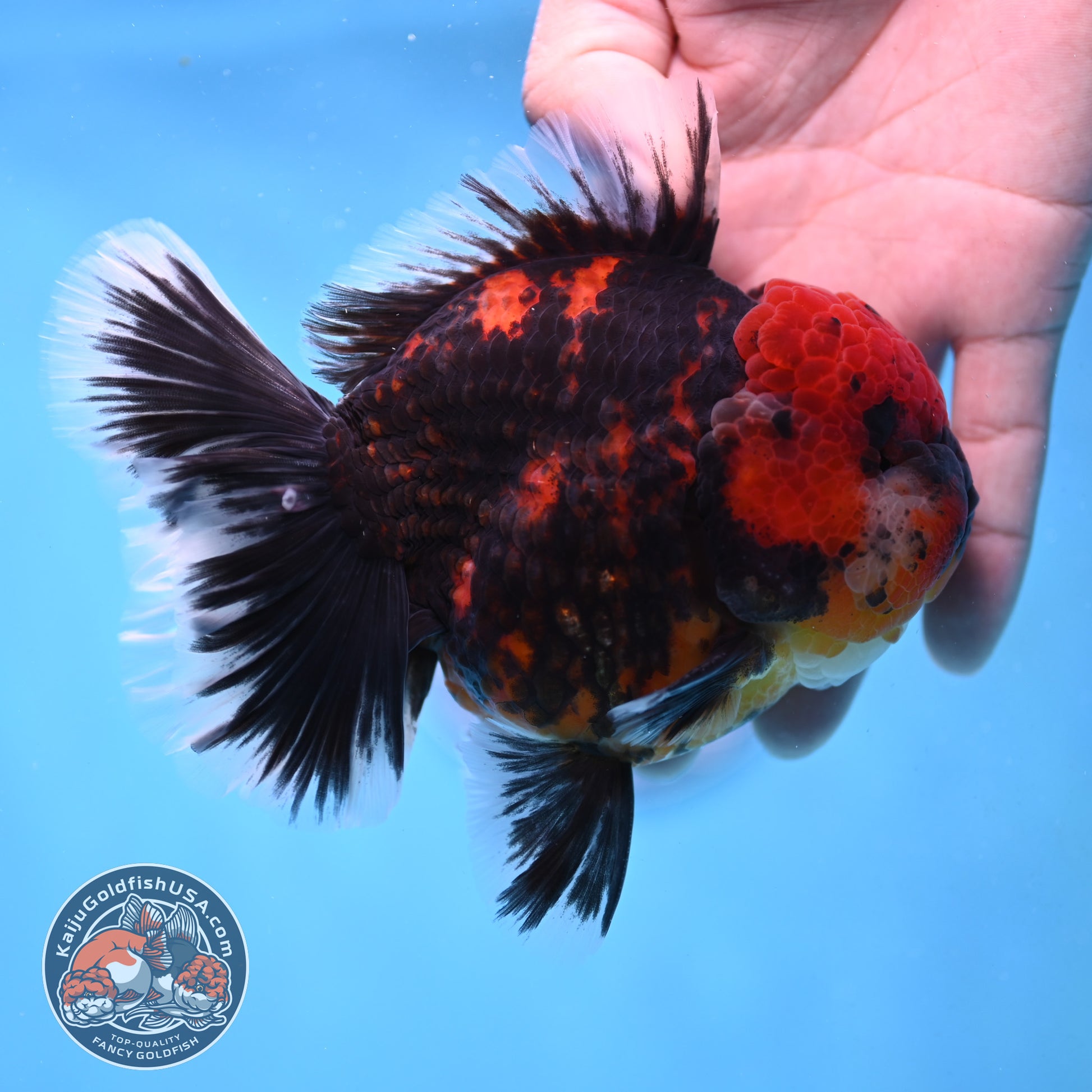 Tiger Oranda 4 inch Body (251017_OR01)