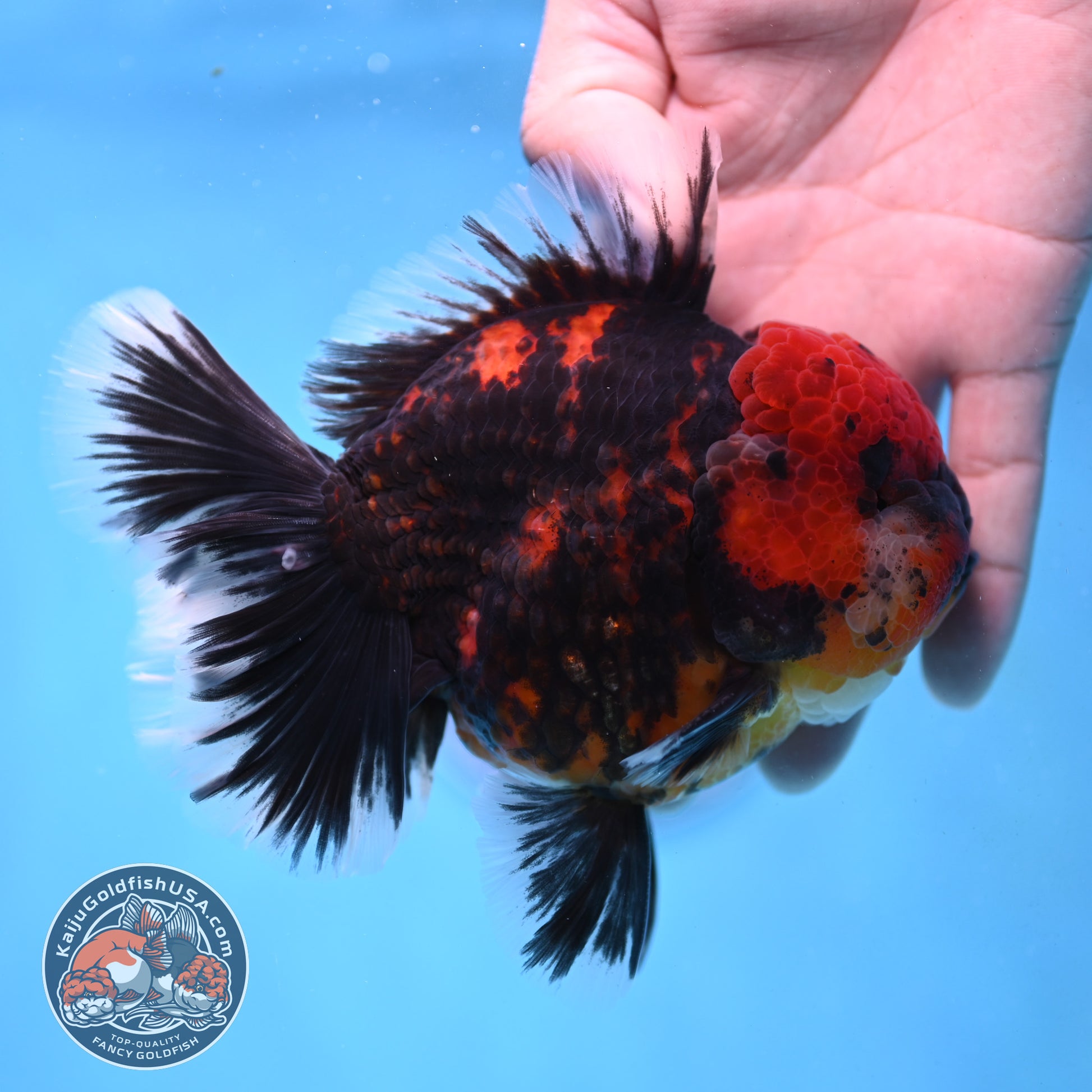 Tiger Oranda 4 inch Body (251017_OR01)