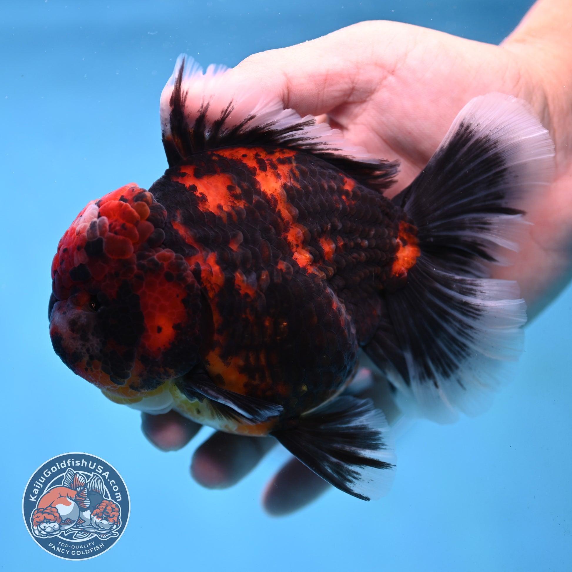 Tiger Oranda 4 inch Body (251017_OR01)