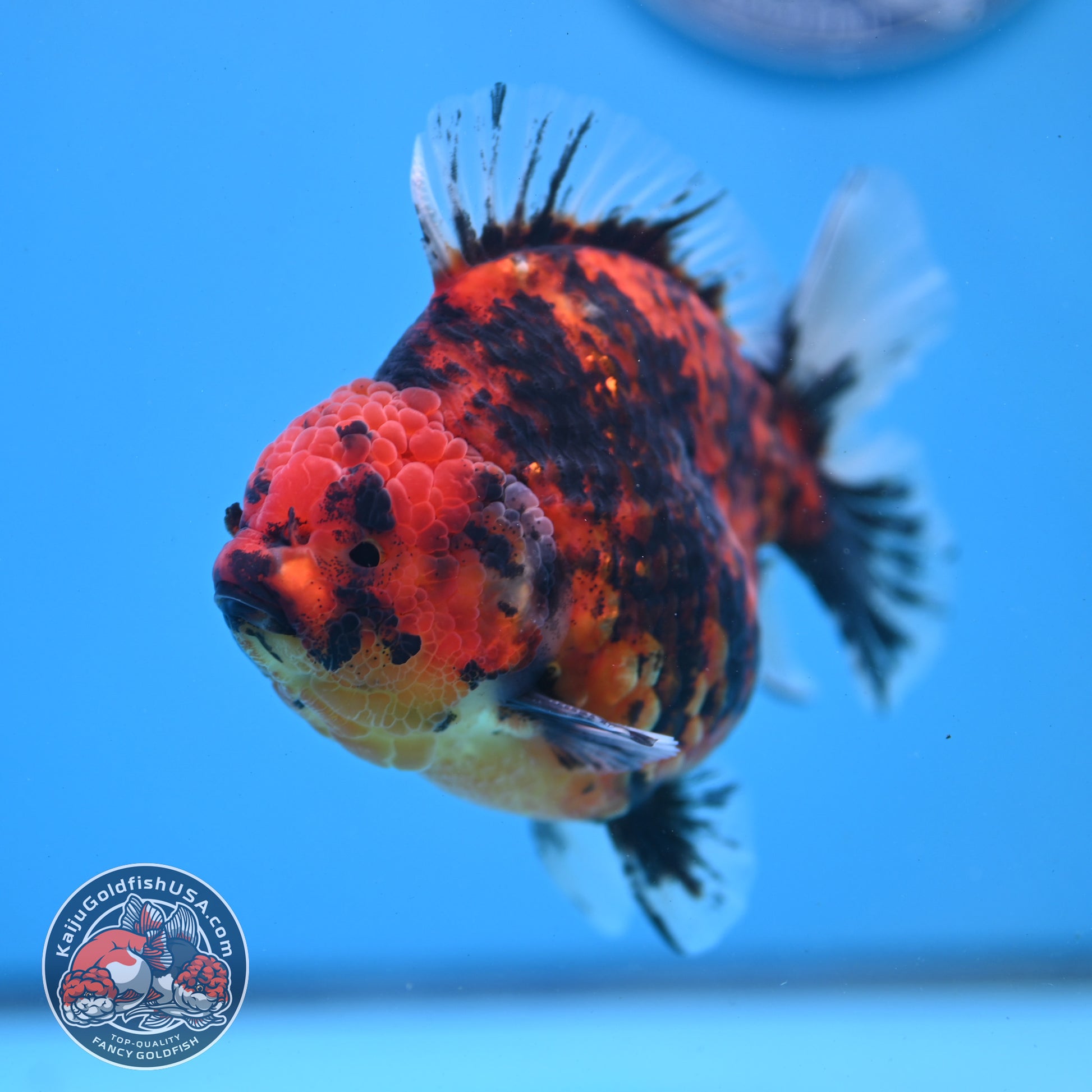 Tiger Oranda 4 inch Body (251121_OR13)