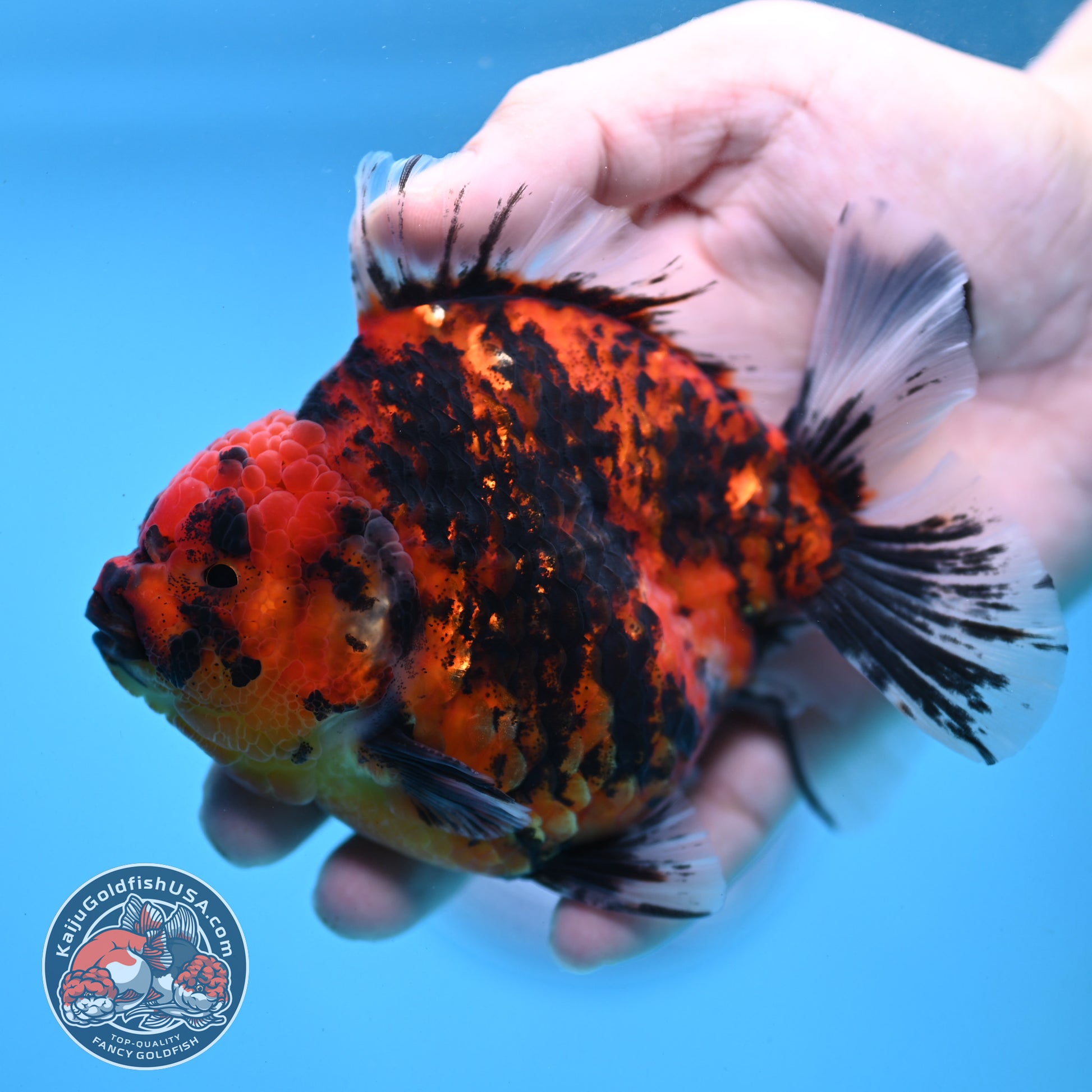 Tiger Oranda 4 inch Body (251121_OR13)