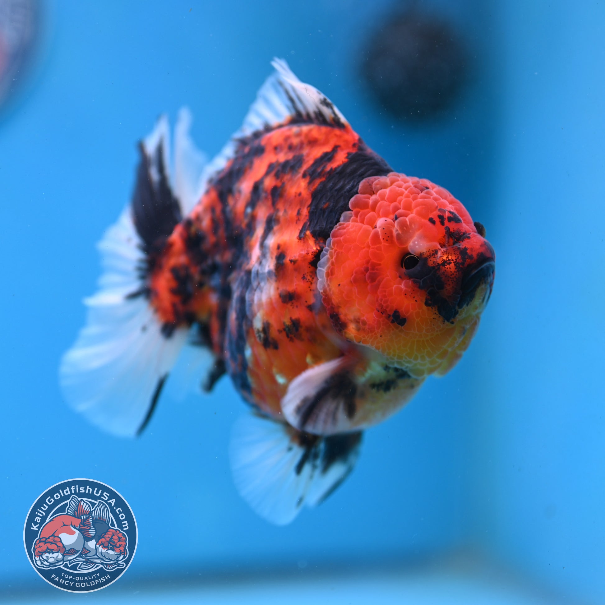 Tiger Oranda 4 inch Body (251121_OR13)