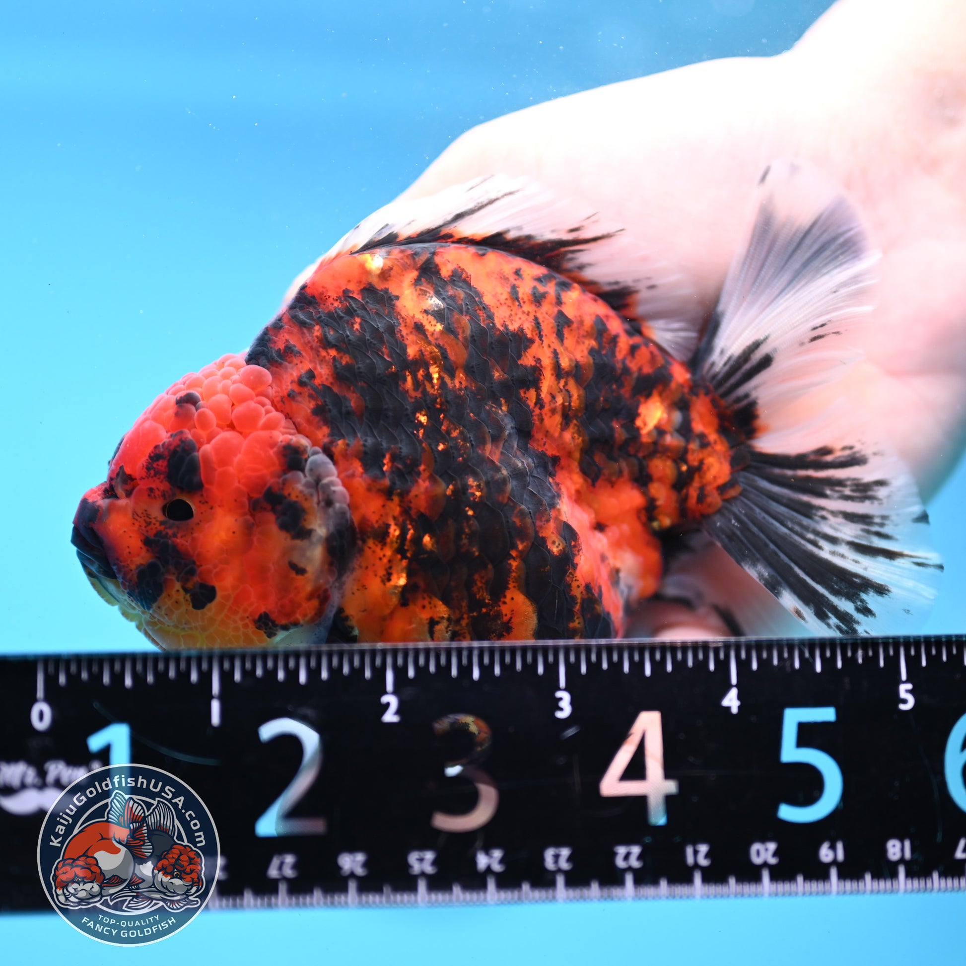Tiger Oranda 4 inch Body (251121_OR13)