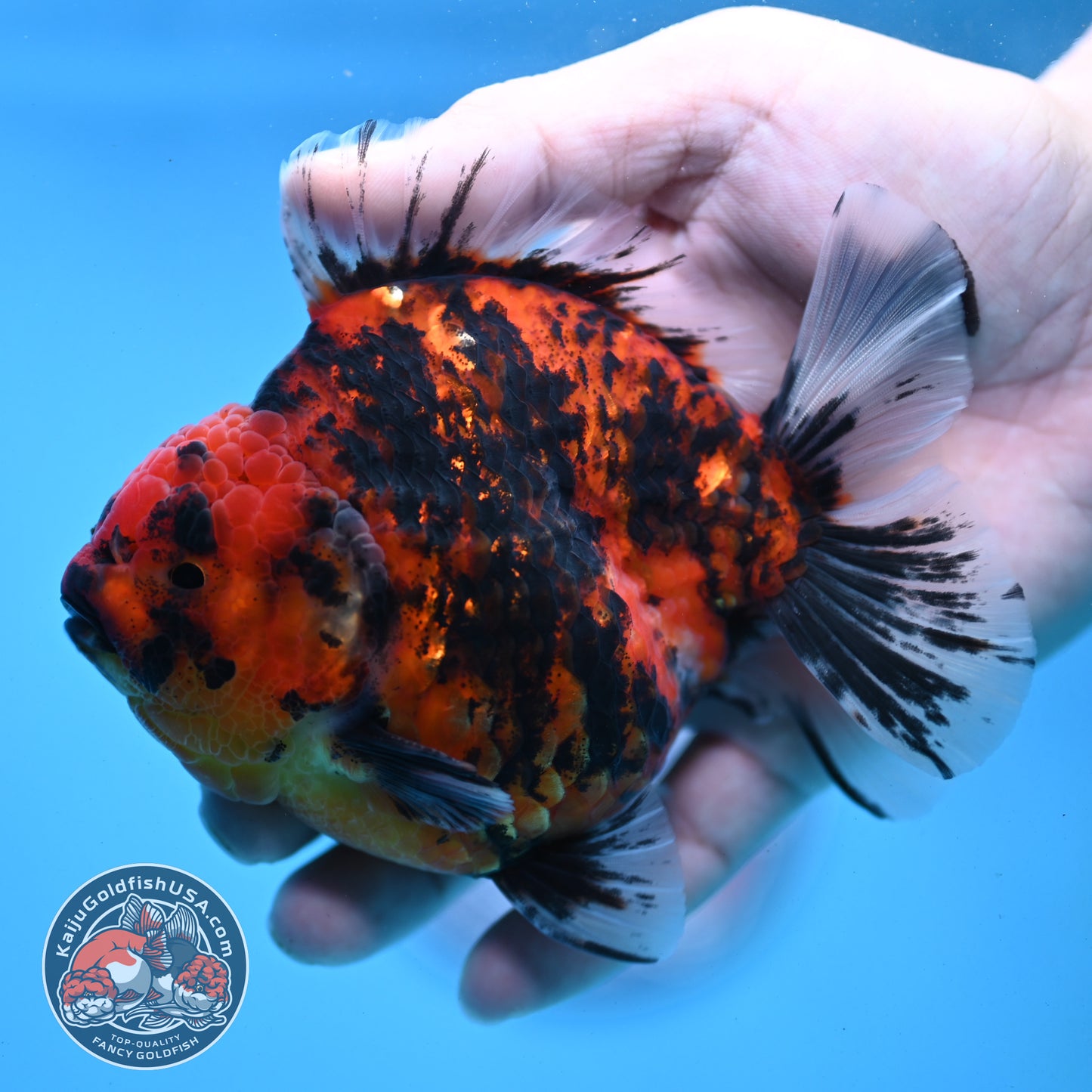 Tiger Oranda 4 inch Body (251121_OR13)