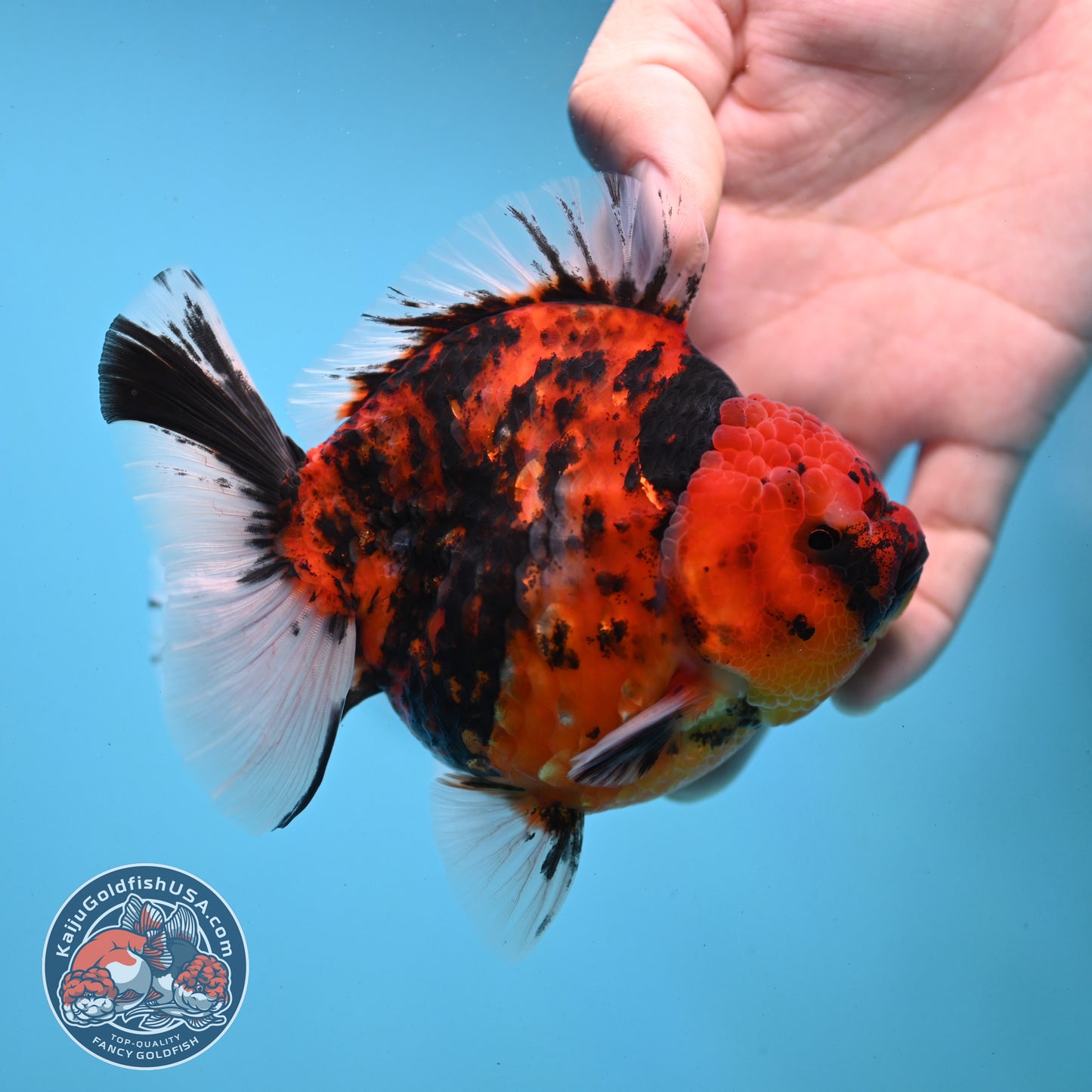 Tiger Oranda 4 inch Body (251121_OR13)