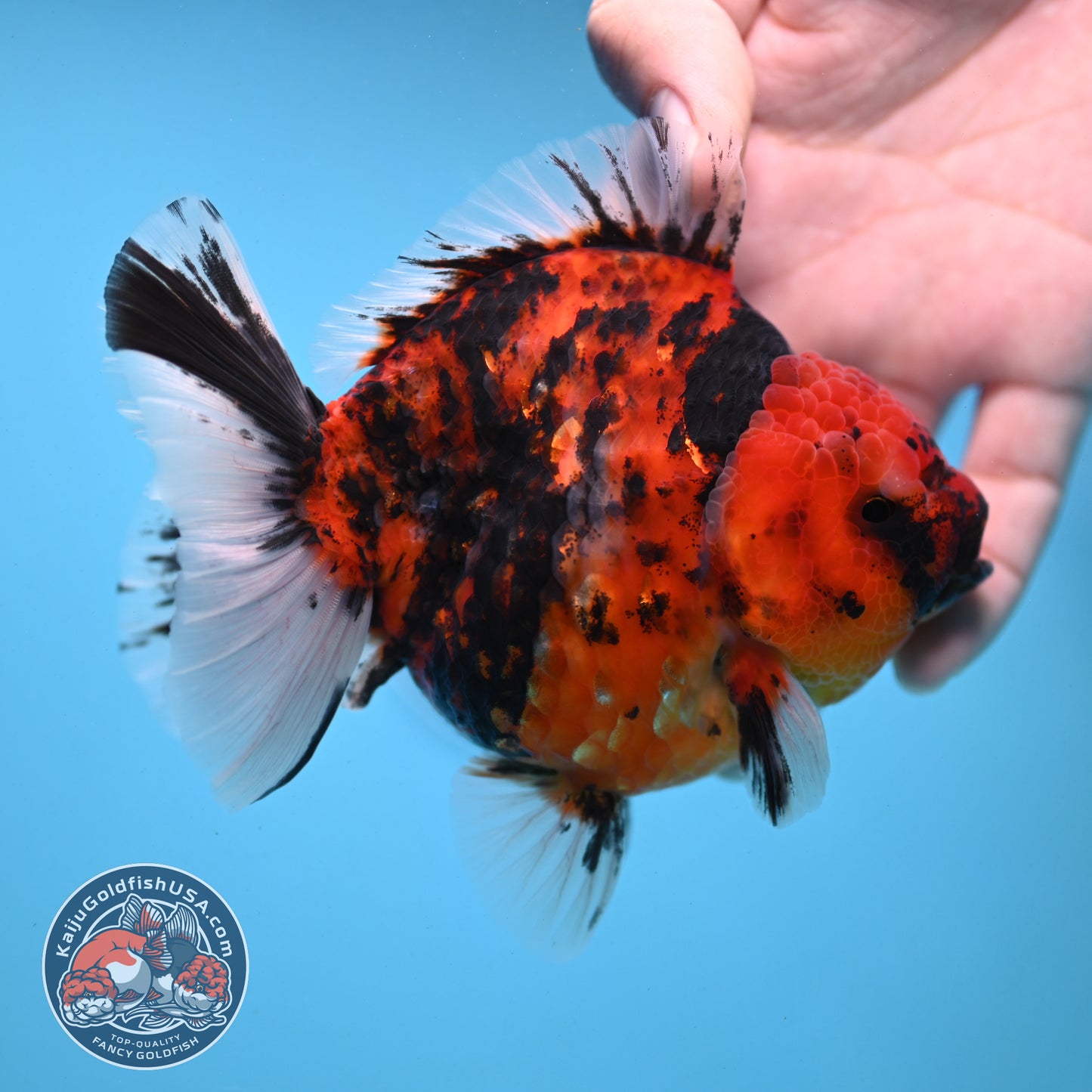 Tiger Oranda 4 inch Body (251121_OR13)