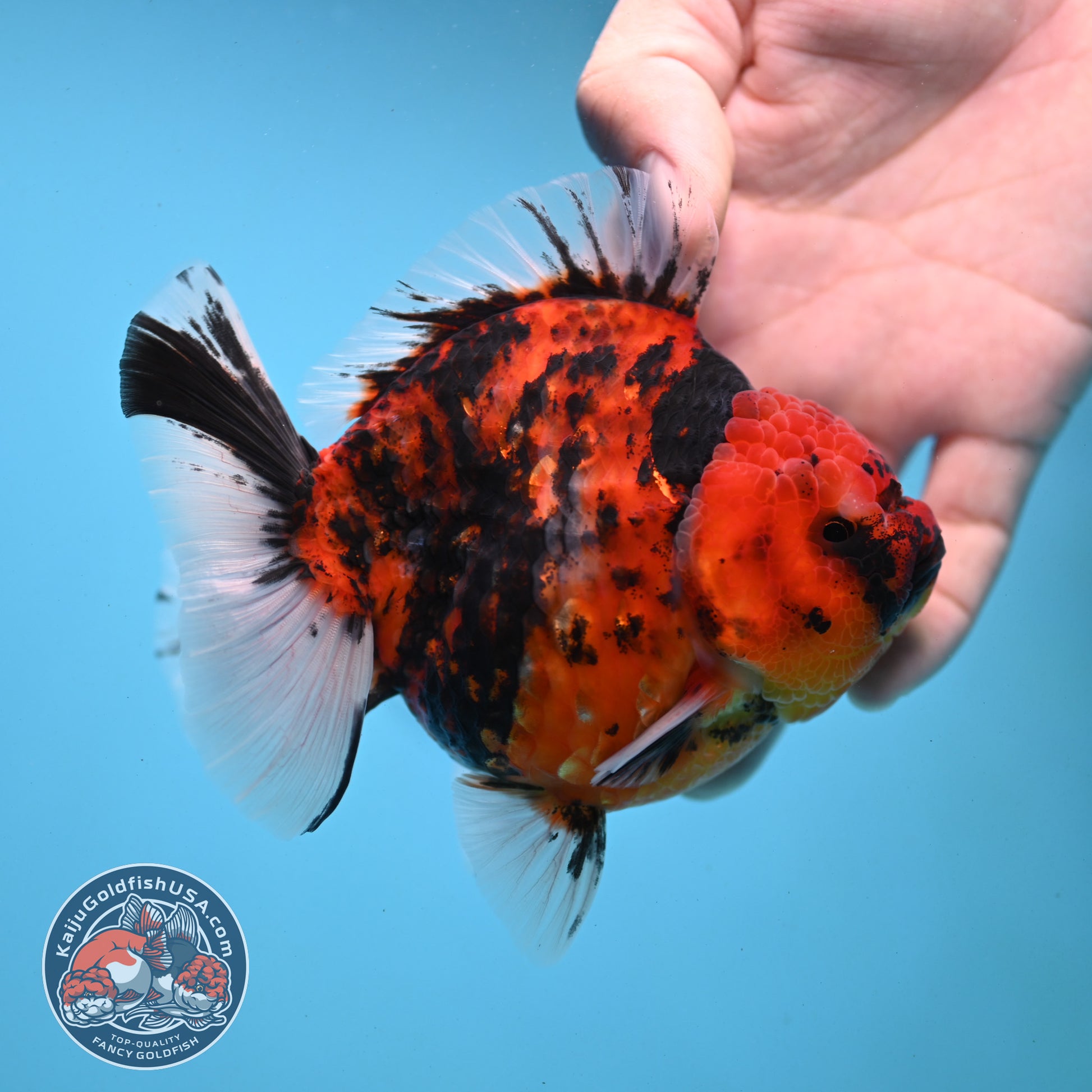 Tiger Oranda 4 inch Body (251121_OR13)
