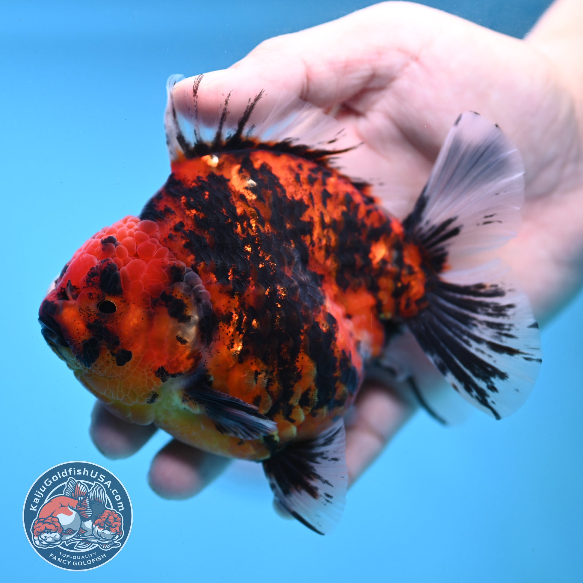 Tiger Oranda 4 inch Body (251121_OR13)