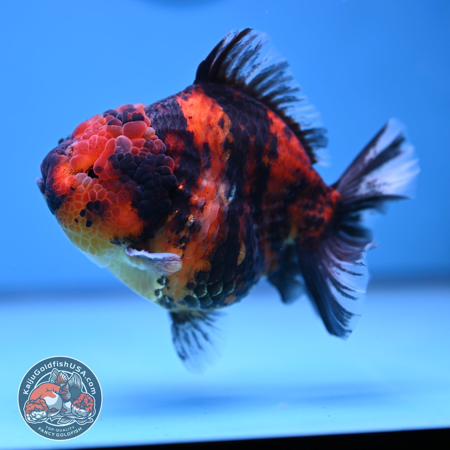 Tiger Oranda 4 inch Body (251212_OR02)