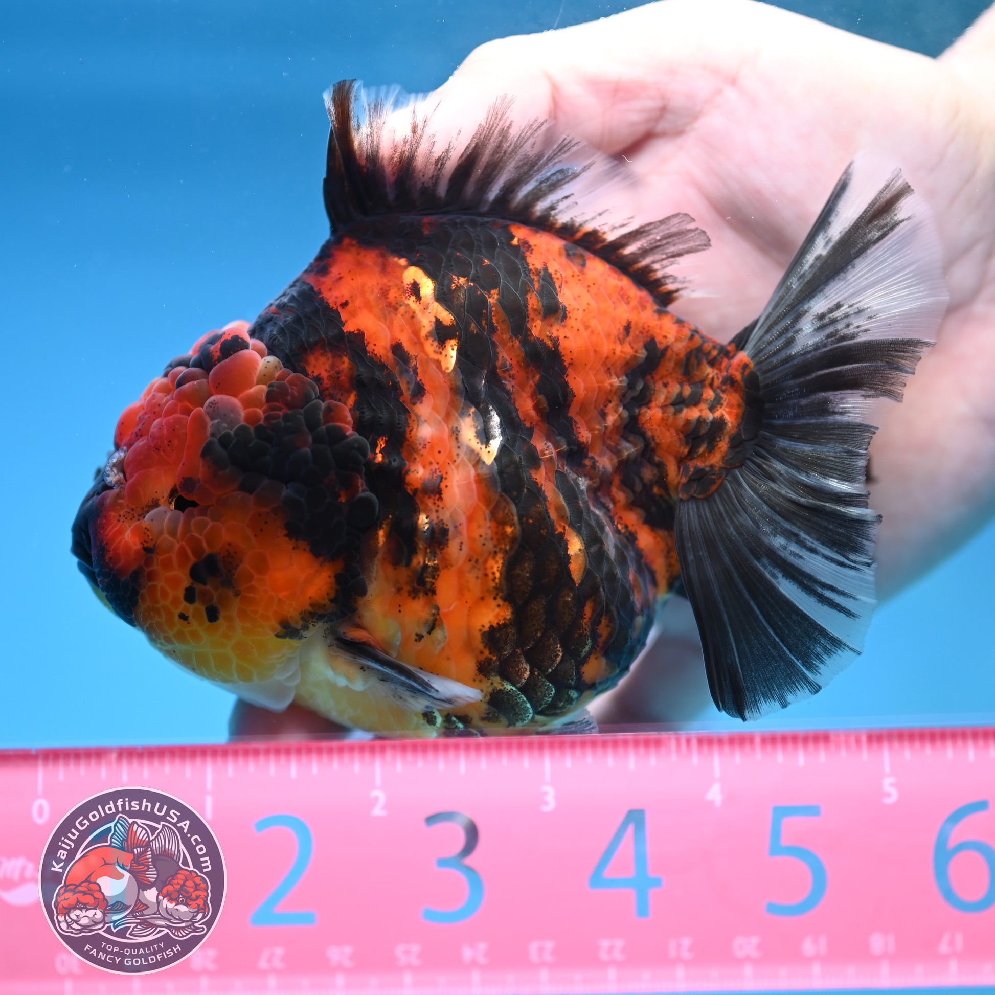 Tiger Oranda 4 inch Body (251212_OR02)