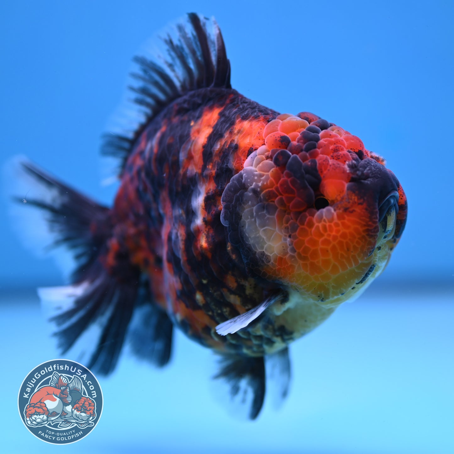 Tiger Oranda 4 inch Body (251212_OR02)