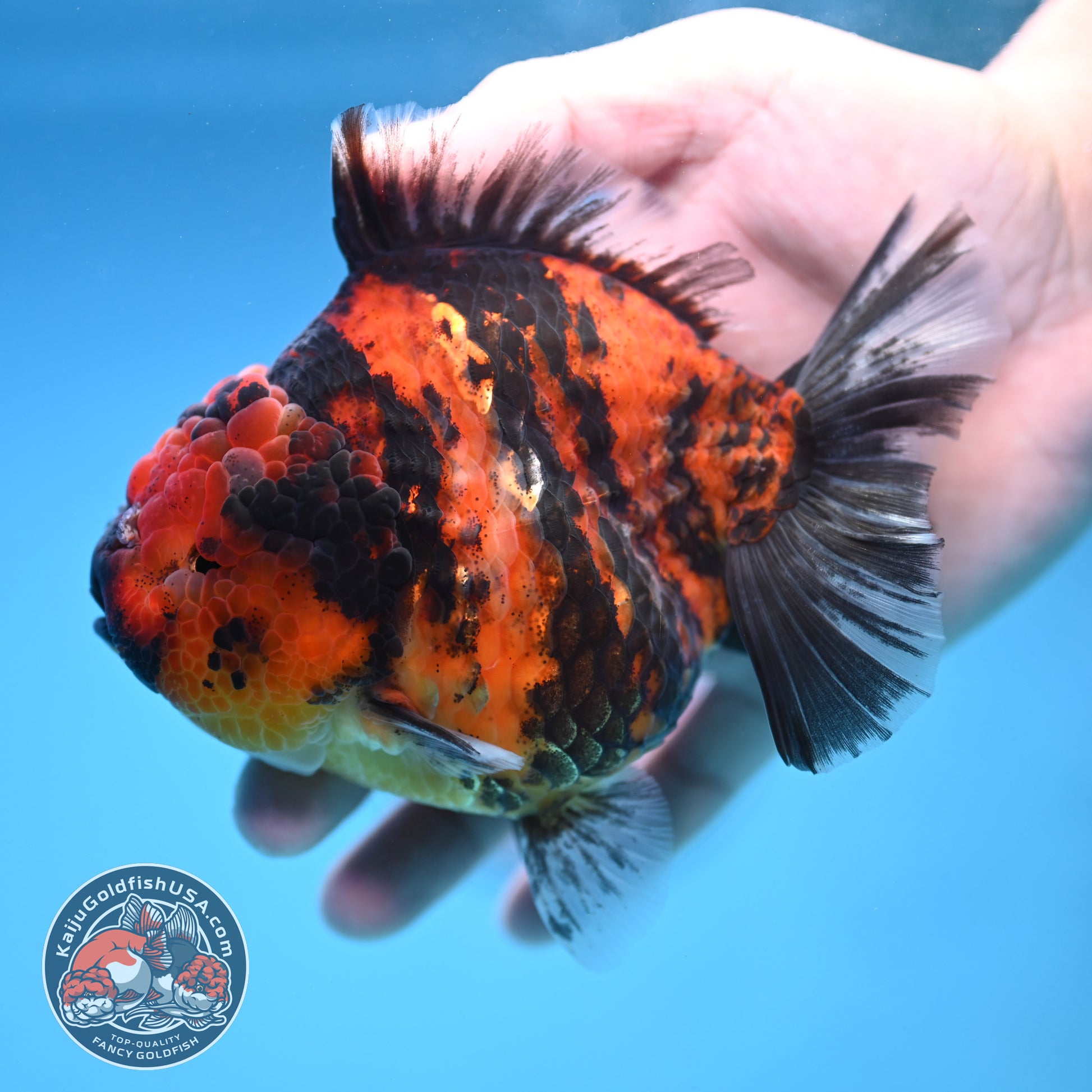 Tiger Oranda 4 inch Body (251212_OR02)