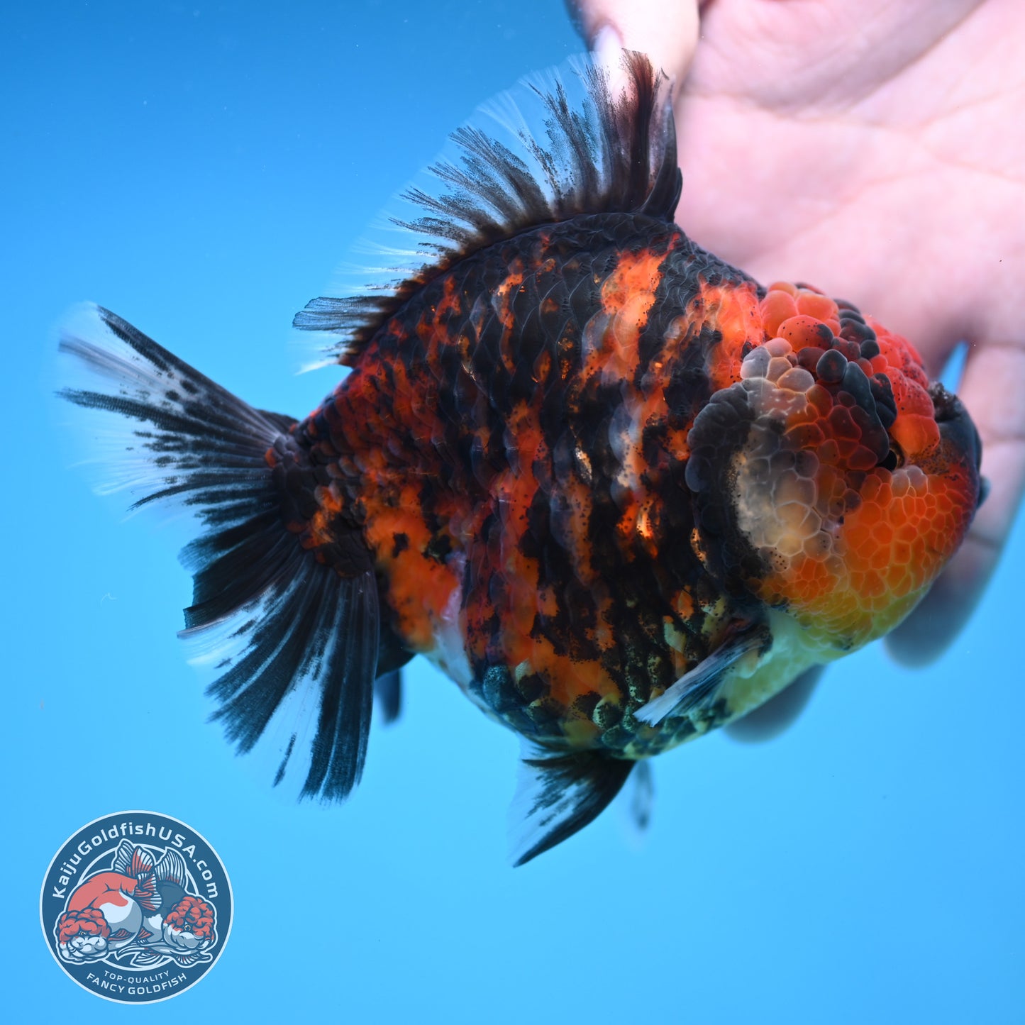 Tiger Oranda 4 inch Body (251212_OR02)