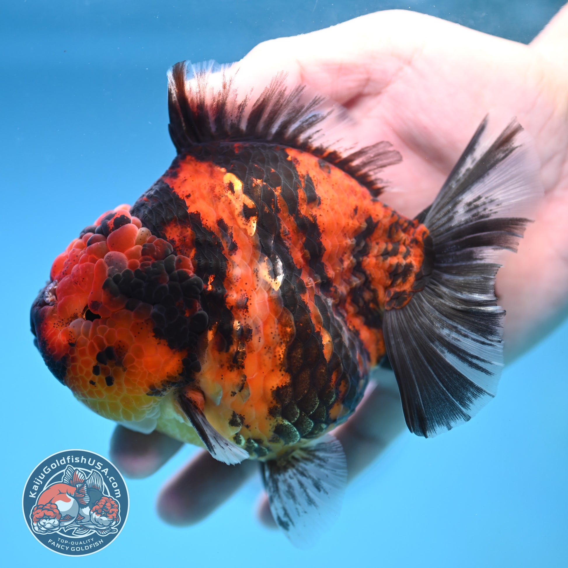 Tiger Oranda 4 inch Body (251212_OR02)