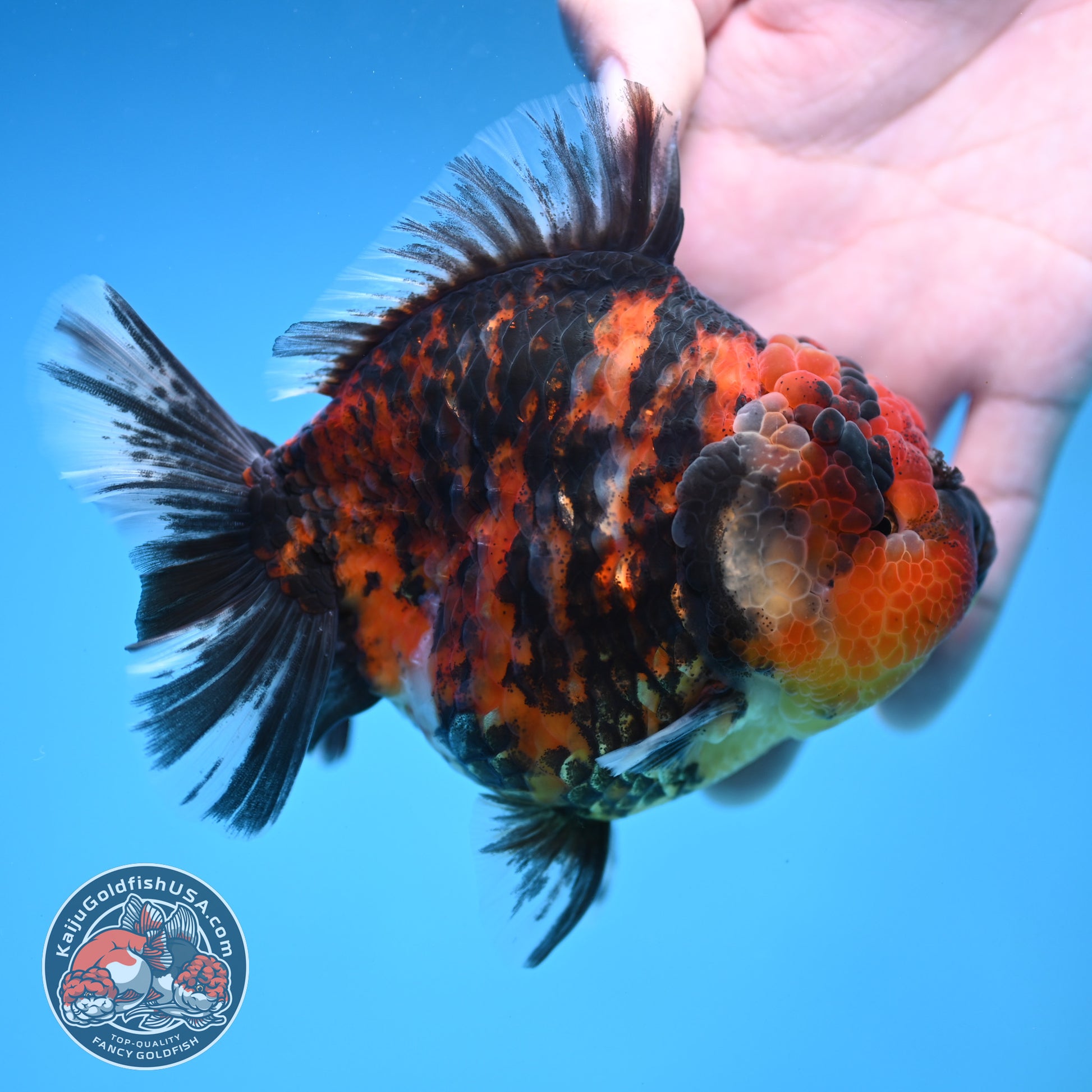 Tiger Oranda 4 inch Body (251212_OR02)