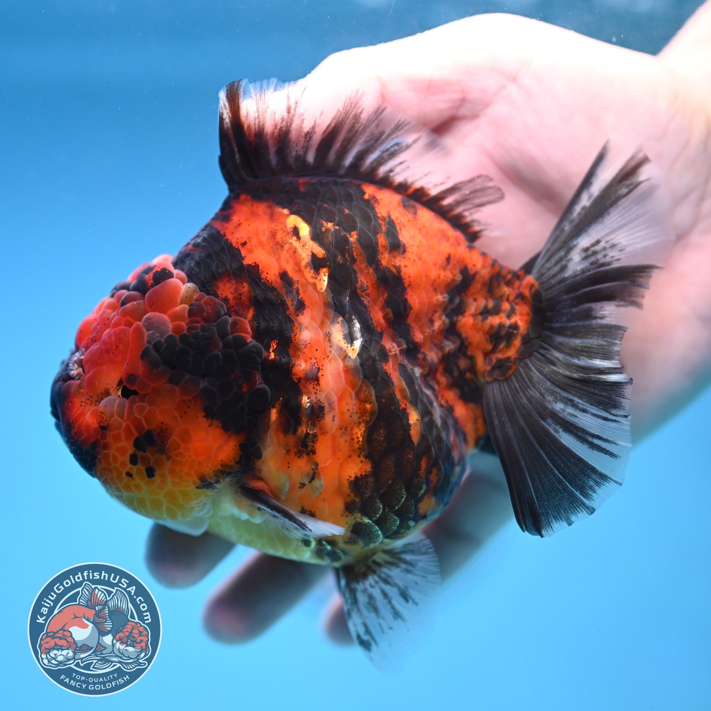Tiger Oranda 4 inch Body (251212_OR02)