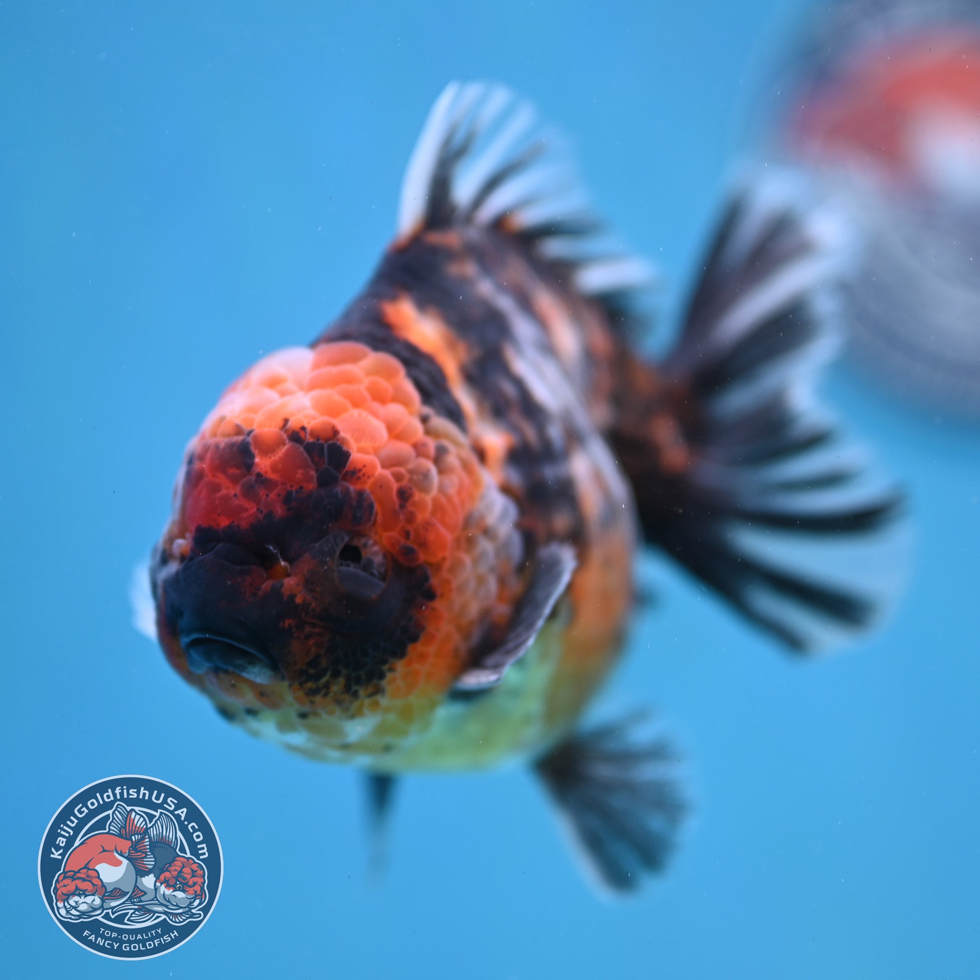 Tiger Oranda 4 inch Body (260130_OR16)