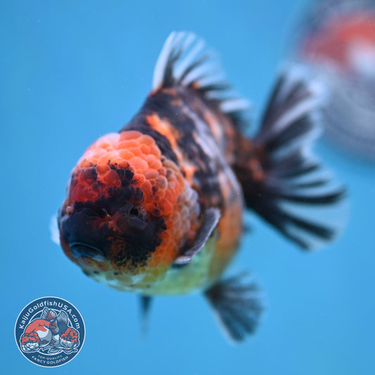 Tiger Oranda 4 inch Body (260130_OR16)