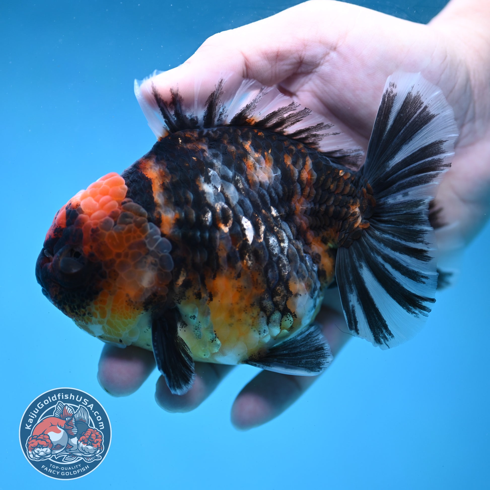 Tiger Oranda 4 inch Body (260130_OR16)
