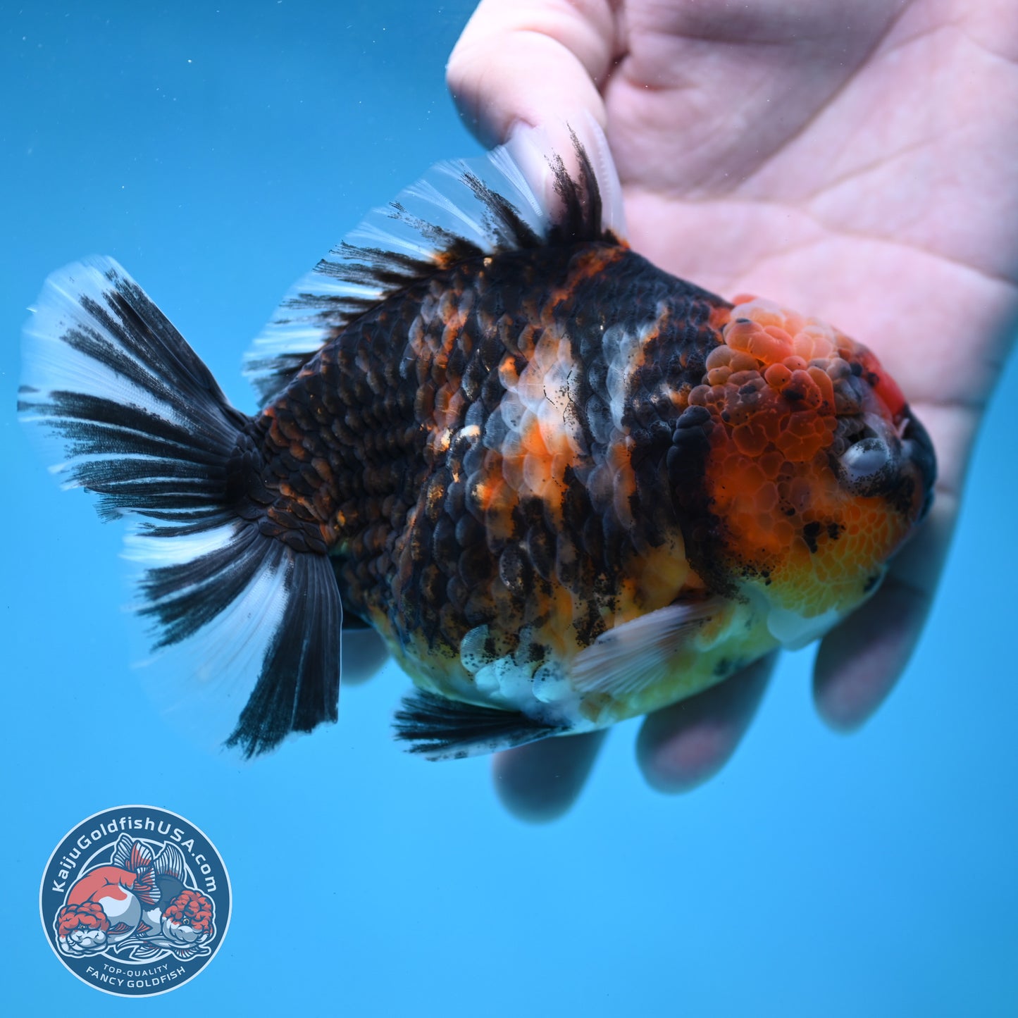 Tiger Oranda 4 inch Body (260130_OR16)