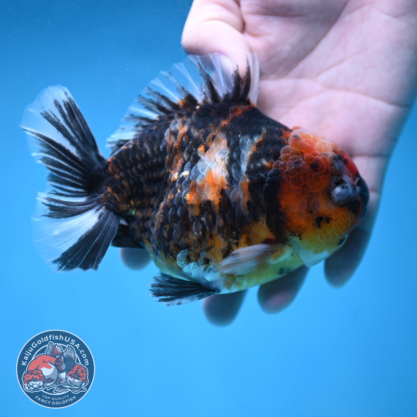 Tiger Oranda 4 inch Body (260130_OR16)