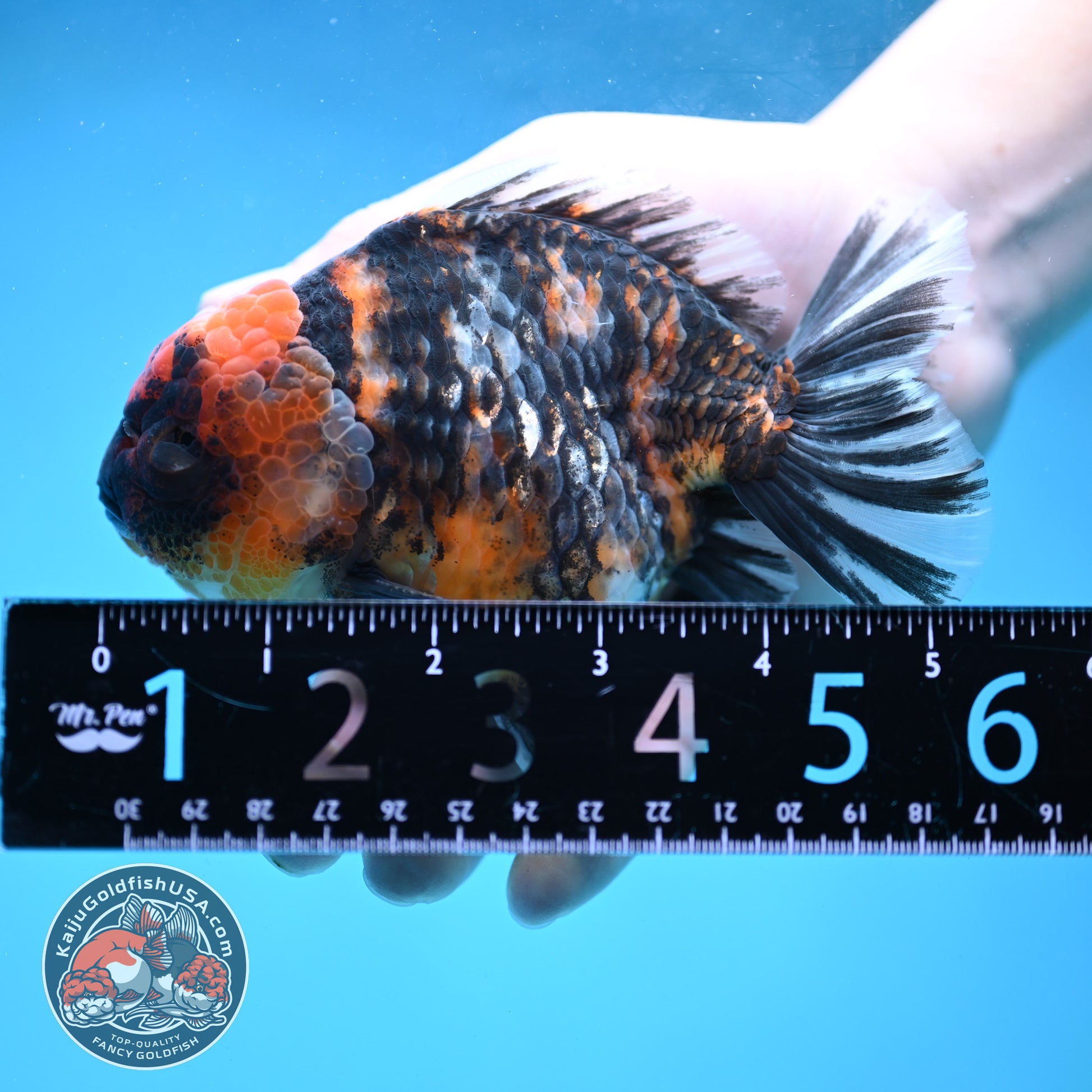 Tiger Oranda 4 inch Body (260130_OR16)