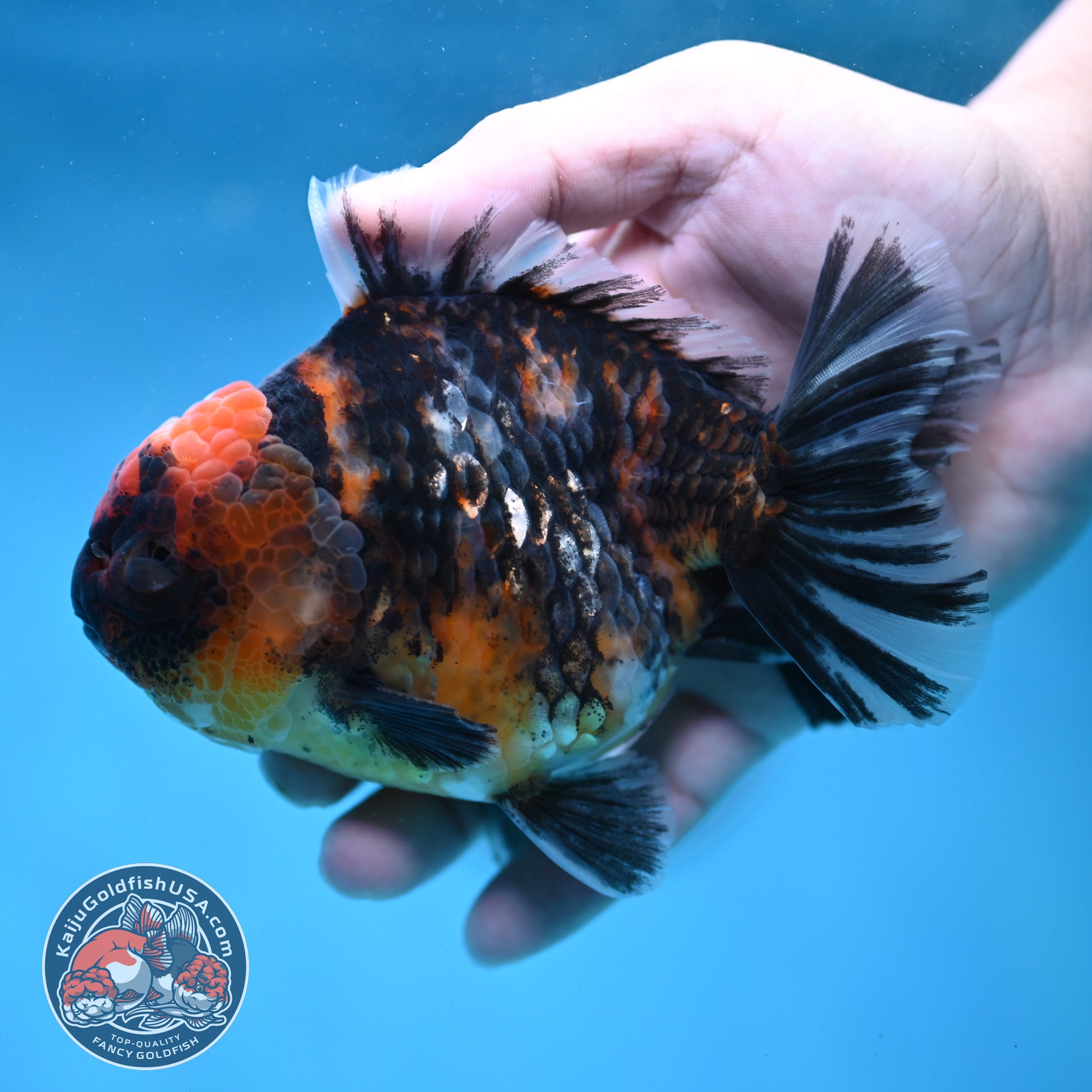 Tiger Oranda 4 inch Body (260130_OR16)