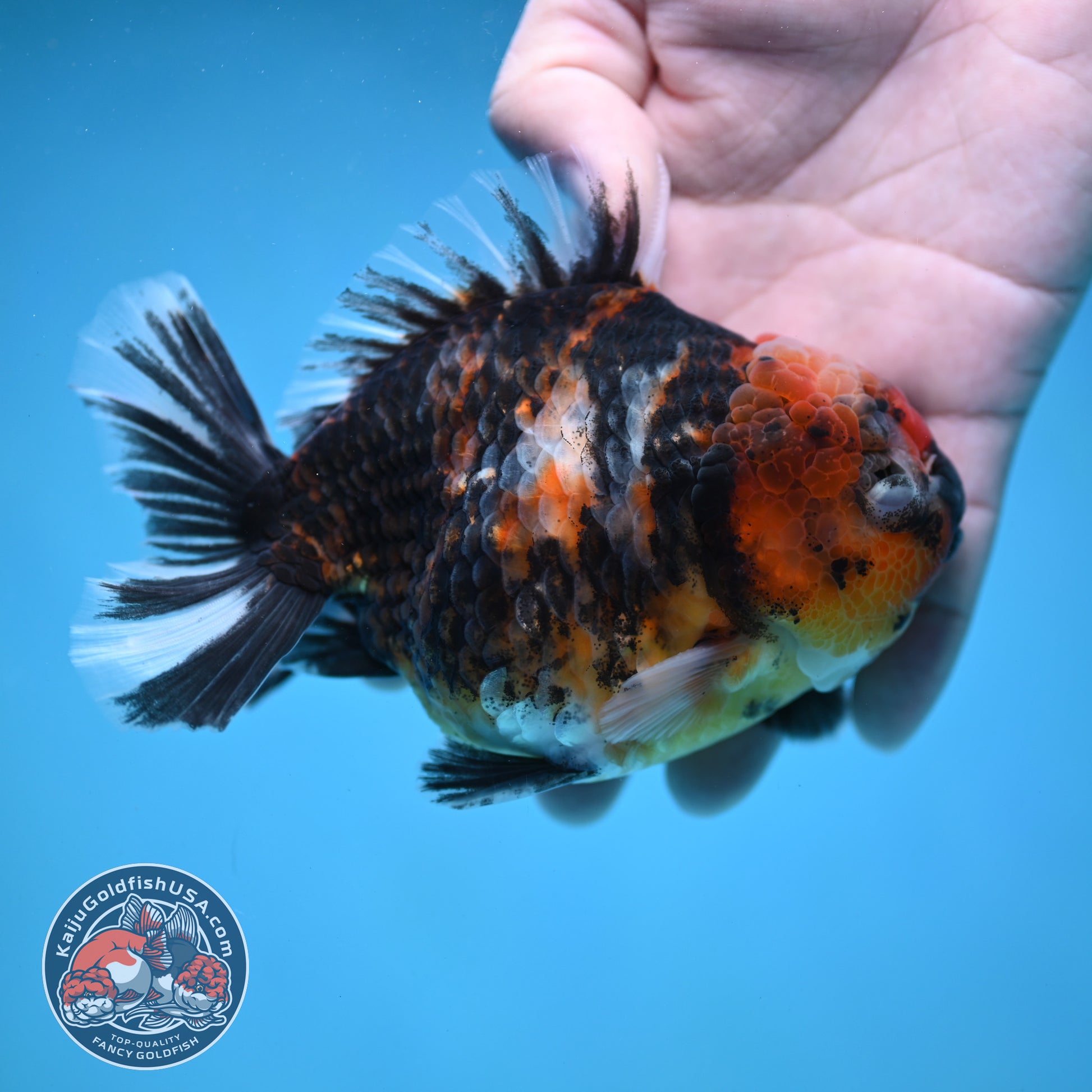 Tiger Oranda 4 inch Body (260130_OR16)
