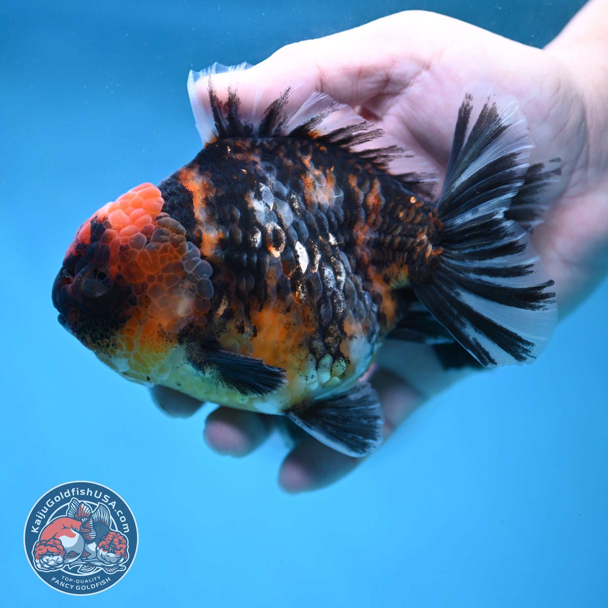 Tiger Oranda 4 inch Body (260130_OR16)