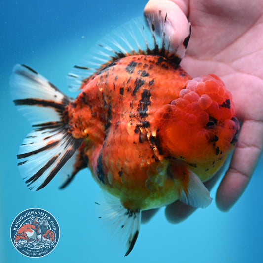 Tiger Oranda 4 inch Body (260417_OR05)