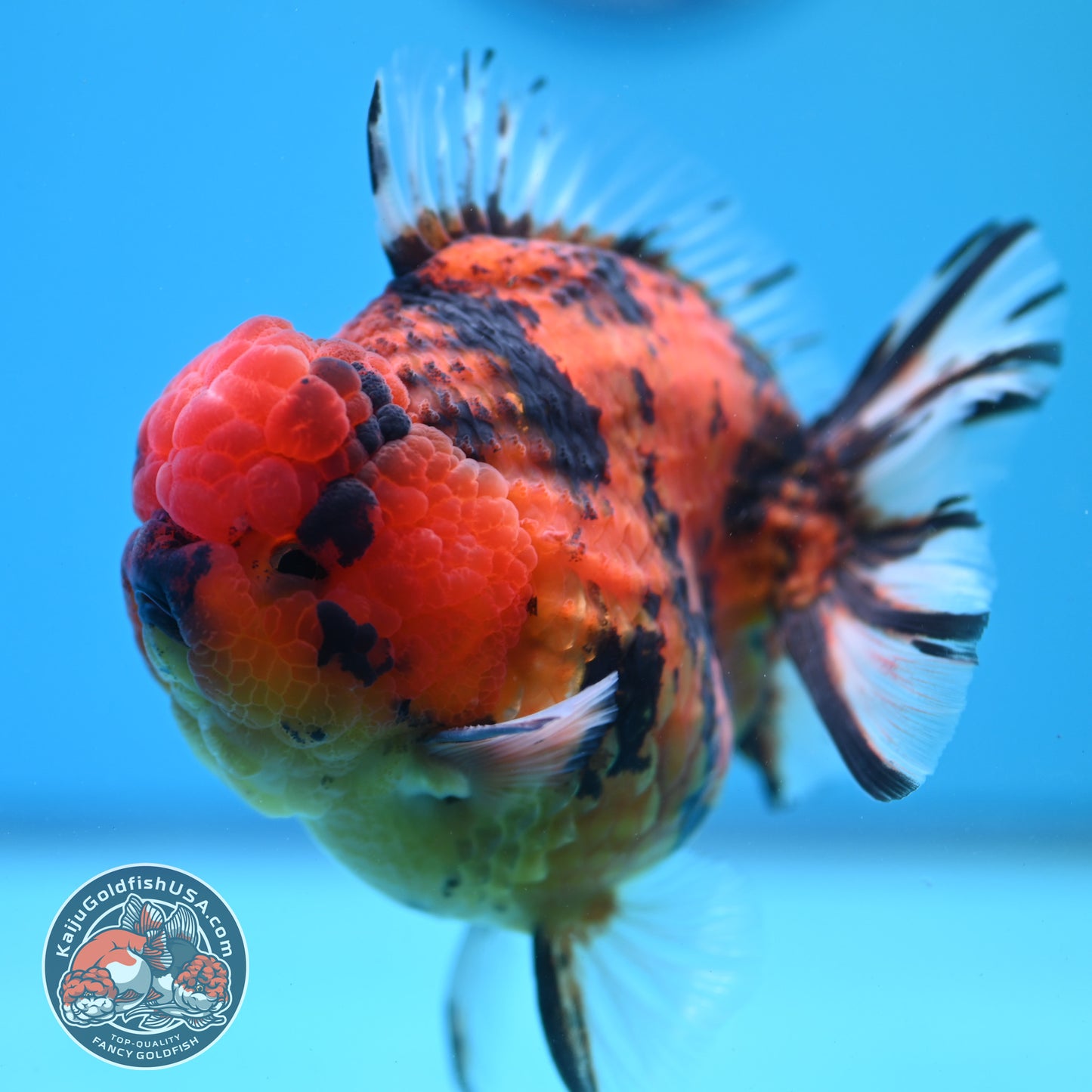 Tiger Oranda 4 inch Body (260417_OR05)