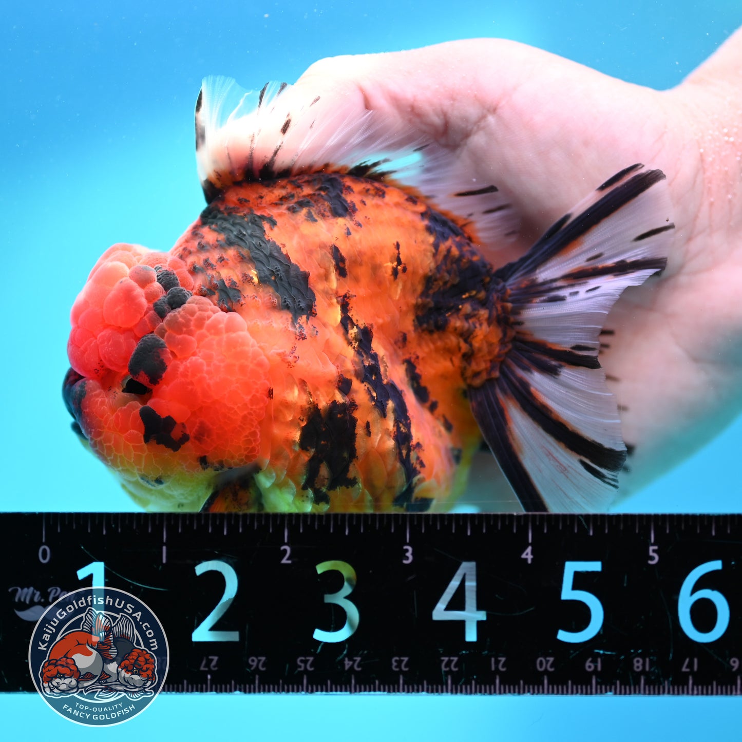 Tiger Oranda 4 inch Body (260417_OR05)
