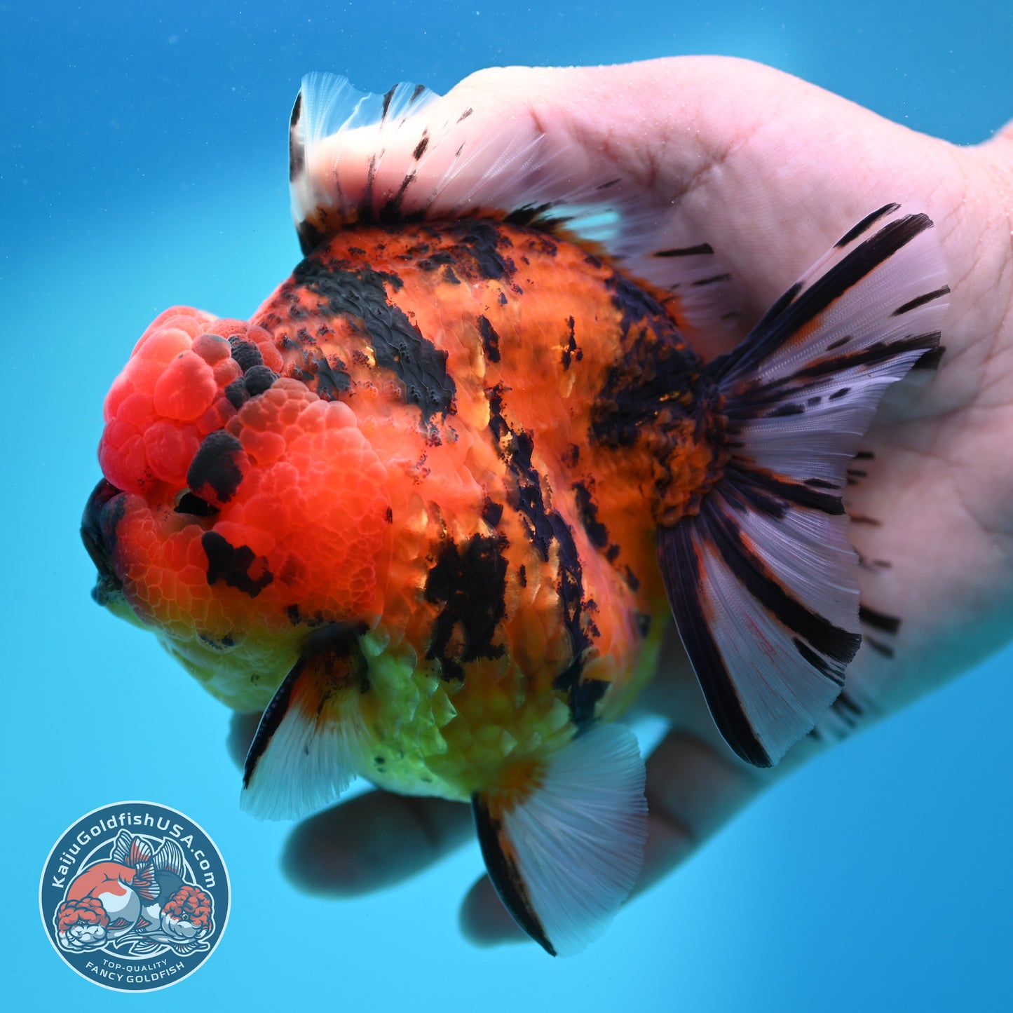 Tiger Oranda 4 inch Body (260417_OR05)