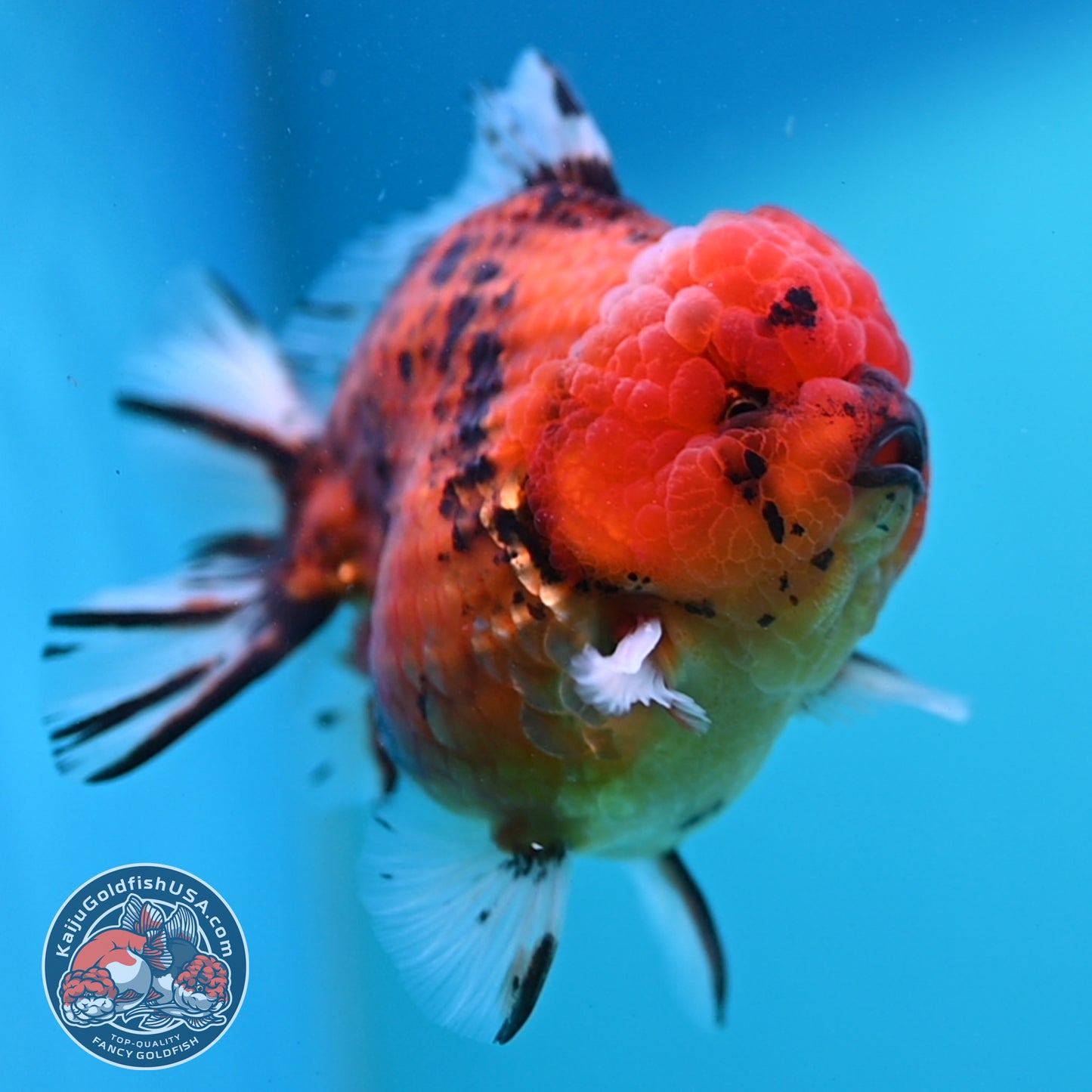 Tiger Oranda 4 inch Body (260417_OR05)