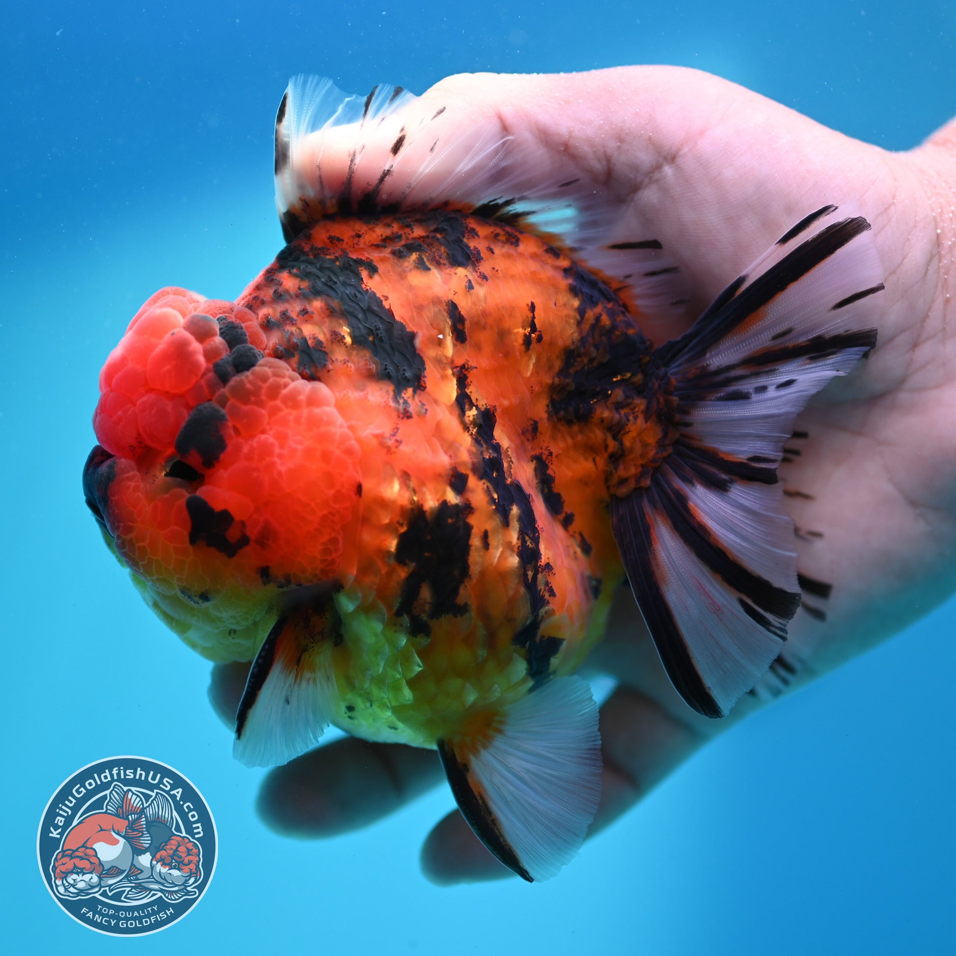 Tiger Oranda 4 inch Body (260417_OR05)