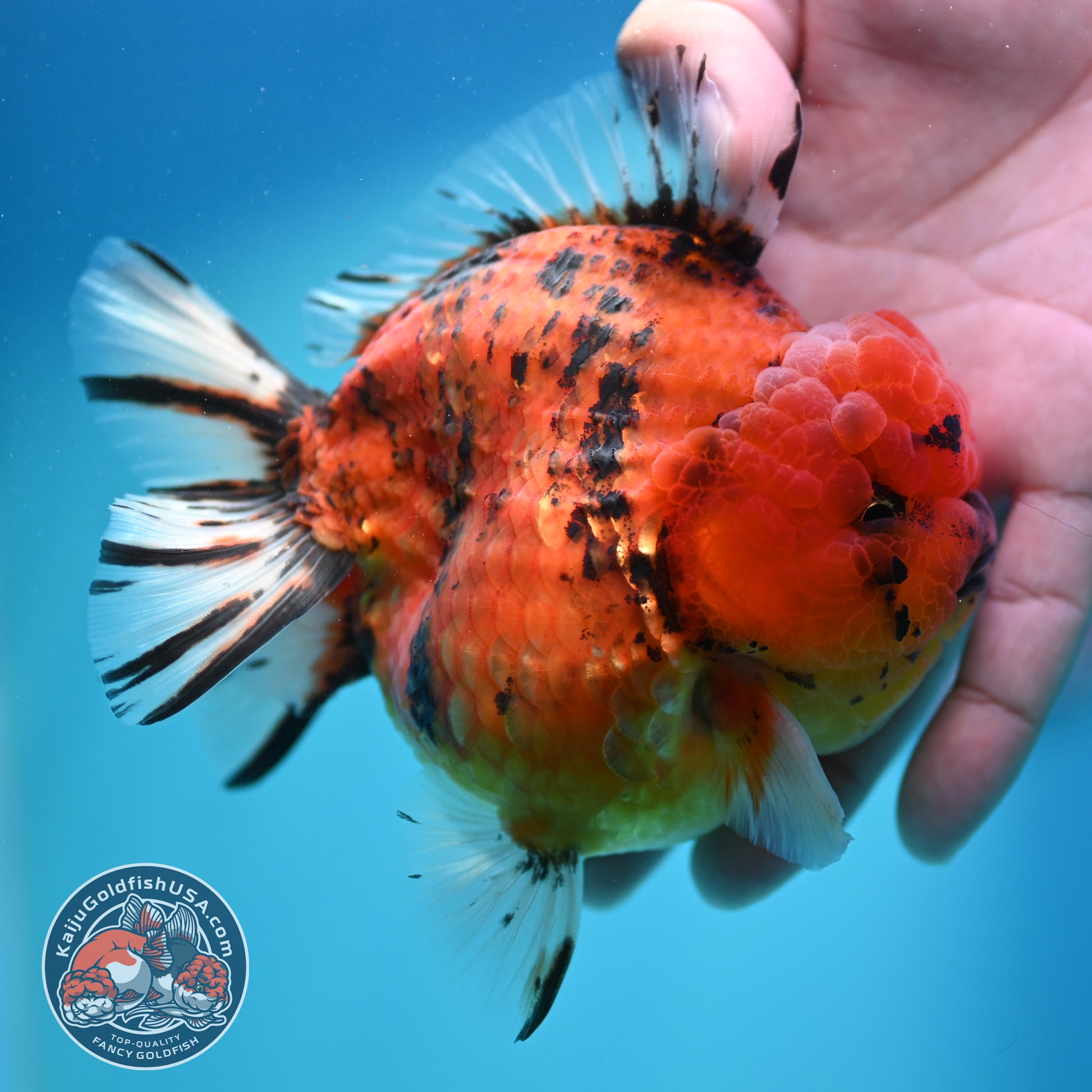 Tiger Oranda 4 inch Body (260417_OR05)