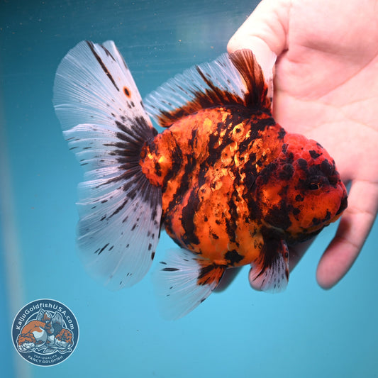 Tiger Oranda 4 inch Body (260911_OR01)