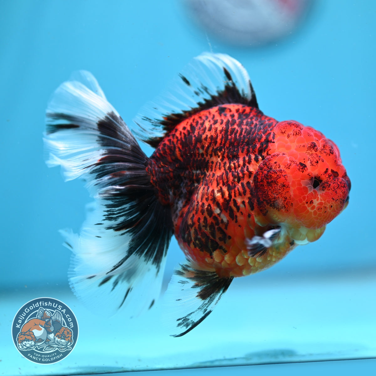 Tiger Oranda 4 inch Body (260911_OR07)
