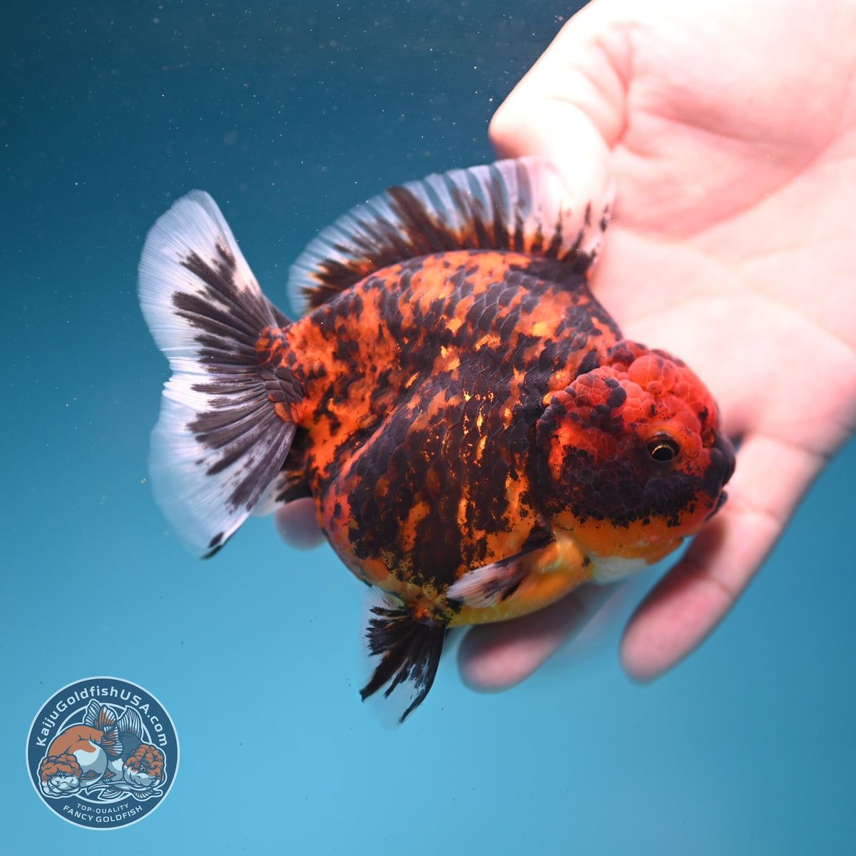 Tiger Oranda 4 inch Body (261002_OR10)