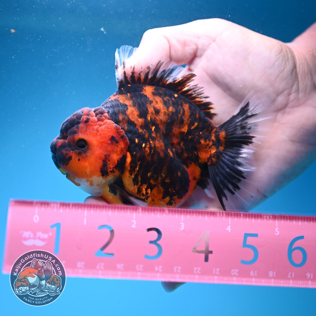 Tiger Oranda 4 inch Body (261002_OR10)