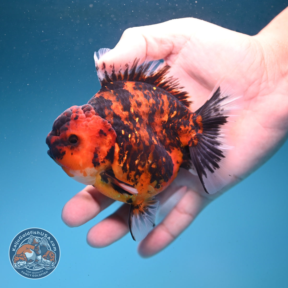 Tiger Oranda 4 inch Body (261002_OR10)