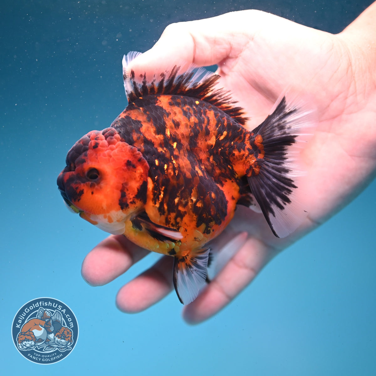 Tiger Oranda 4 inch Body (261002_OR10)