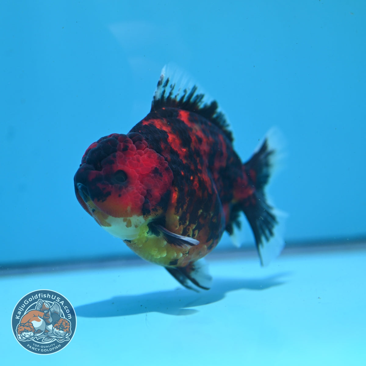 Tiger Oranda 4 inch Body (261002_OR10)