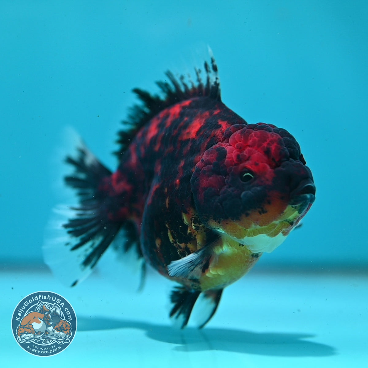 Tiger Oranda 4 inch Body (261002_OR10)