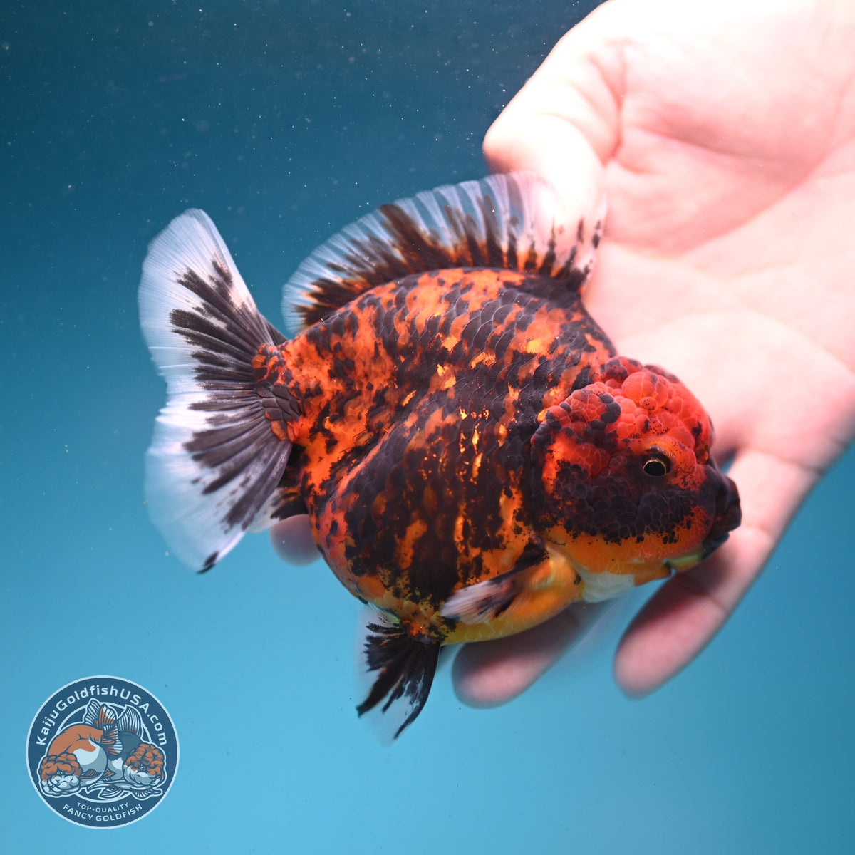 Tiger Oranda 4 inch Body (261002_OR10)