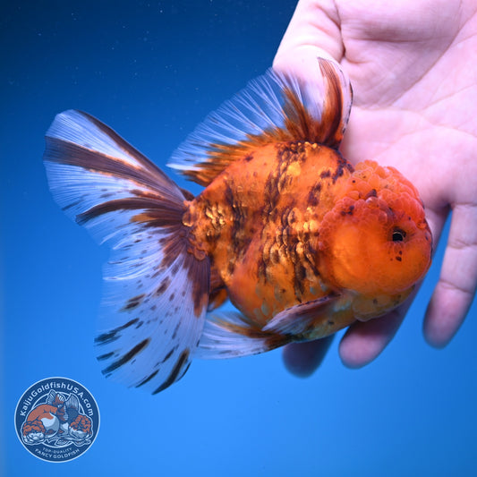 Tiger Oranda 4 inch Body (261016_OR08)