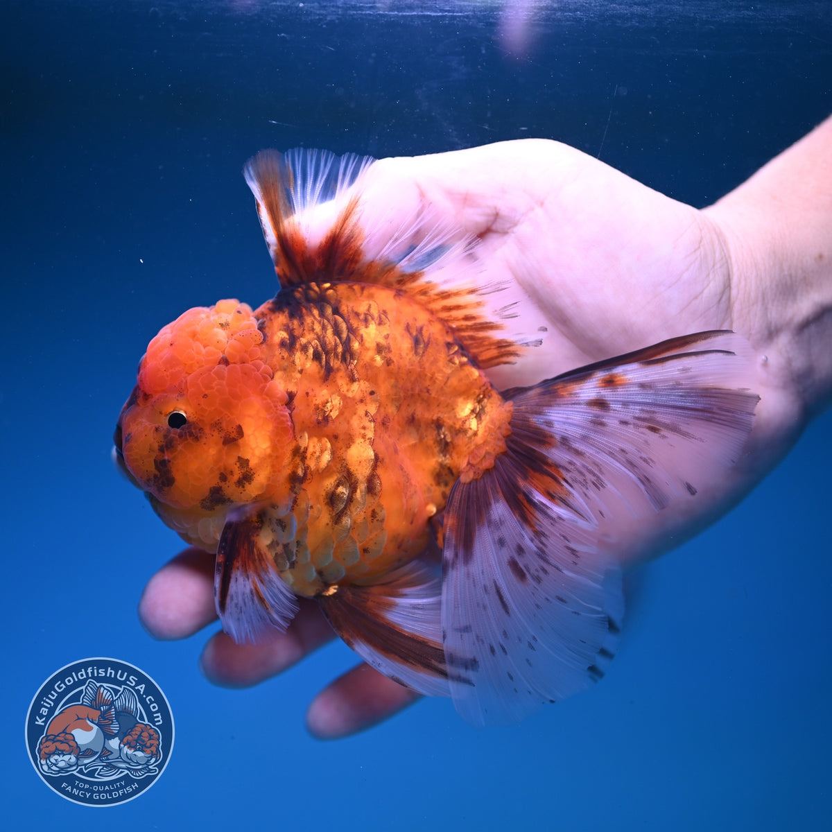 Tiger Oranda 4 inch Body (261016_OR08)